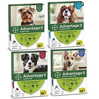 Bayer – Advantage ll 4-pack