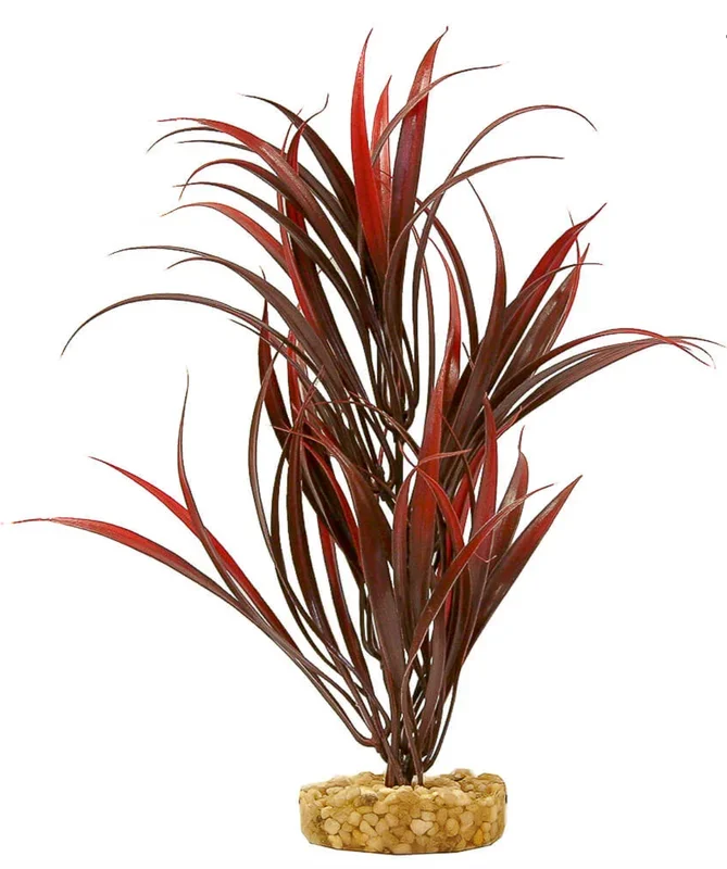 Blue Ribbon – Sword Plant Red Ornament