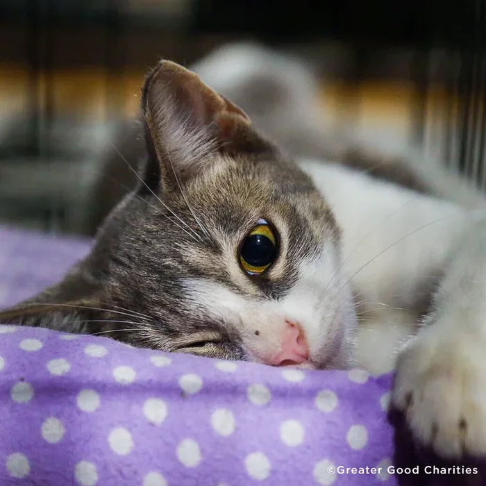 Care Packages for Shelter Cats
