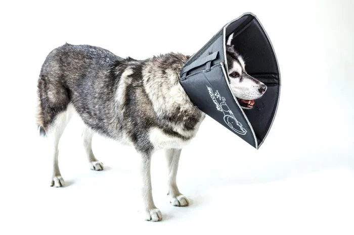 Comfy Cone E-Collar