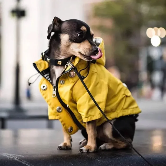 Dog Raincoat w/ Hood Type B – Dog & Cat Apparel