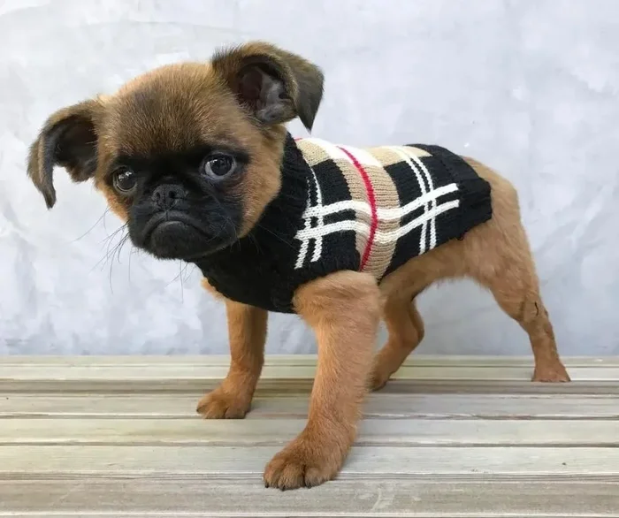 Fabdog Dog Sweater Plaid Tan, Black and Red Tartan