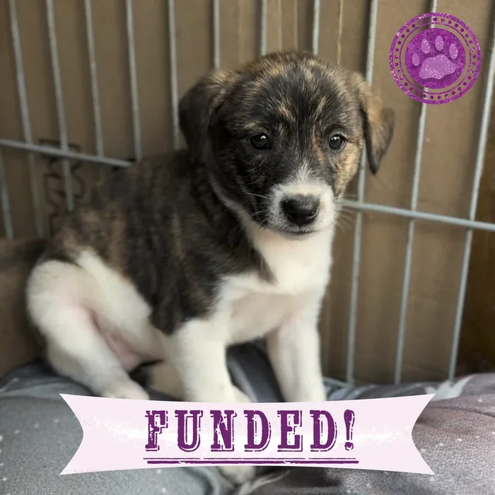 Funded: 36 Newborn Puppies Rescued from War Zone Need Care