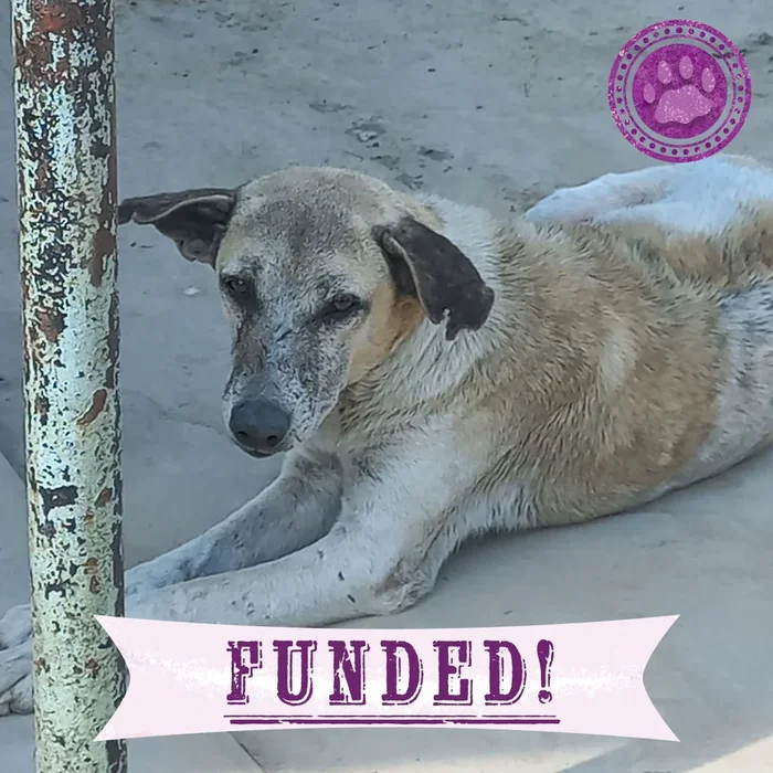 Funded – Save Mosi’s Skin From Mange