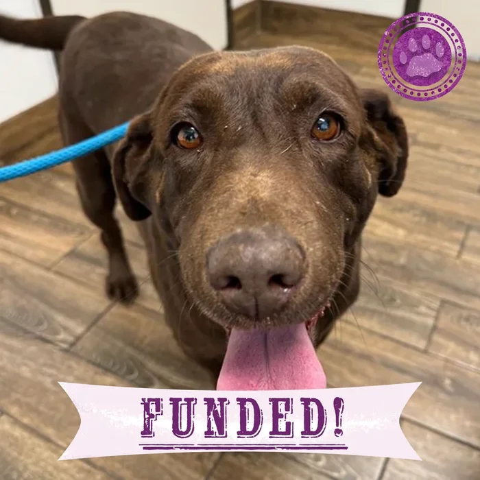 Funded: Dazy Spent Years in Small Cage at Puppy Mill and Needs Surgery to Walk Again