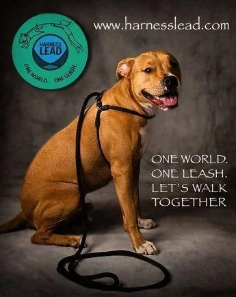 Harness Lead No Pull Escape Resistant Harness & Lead In One