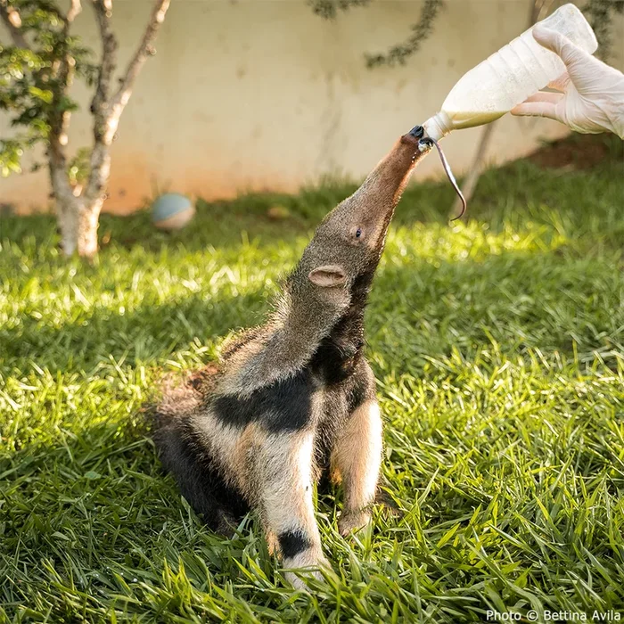 Help Protect the Vulnerable Giant Anteater