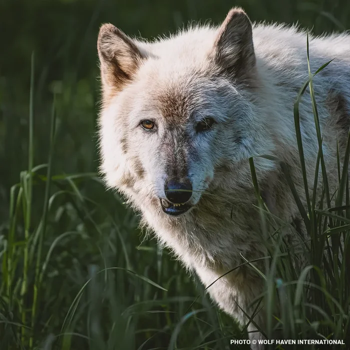 Help Save Endangered Wolves