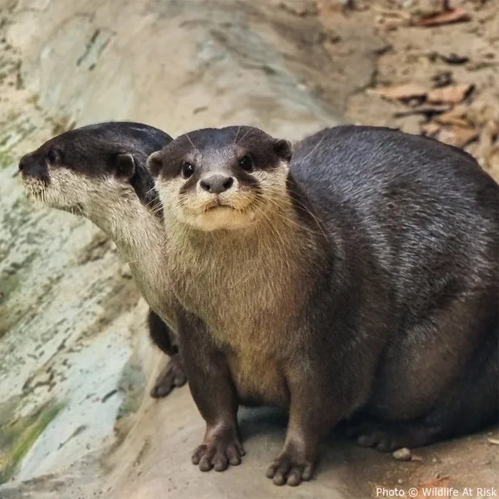 Help Save the Small-Clawed Otter