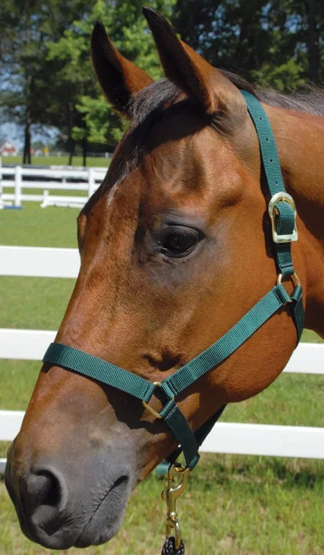 Jeffers Turnout Nylon Horse Halters, 2-Ply, 1″