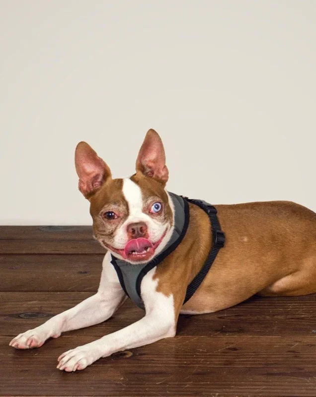 Laguna Dog Harness in Charcoal