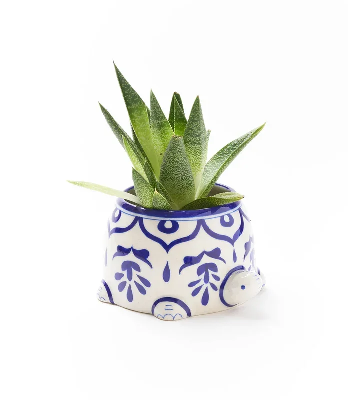 Lalita Indigo Succulent Planter – Mama Turtle