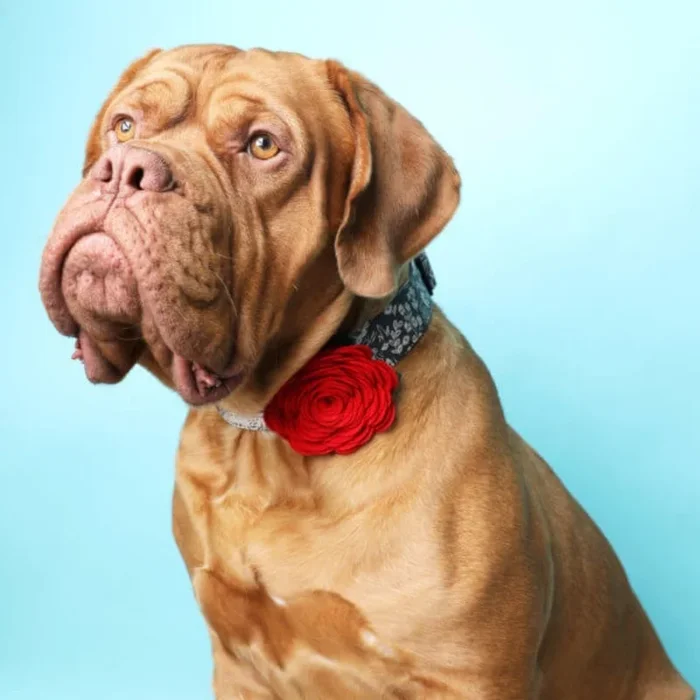 Mimi Green – Dog Collar Rose Flower Attachment
