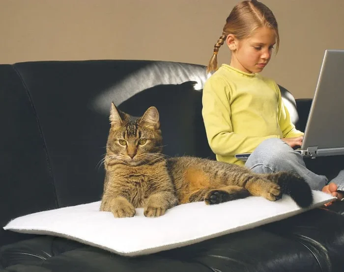 Mysterious Purr Padd for Cats