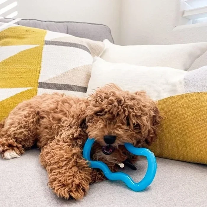 Nylabone Puppy Chew Teethe ‘N Tug Toy Blue 3-Pack