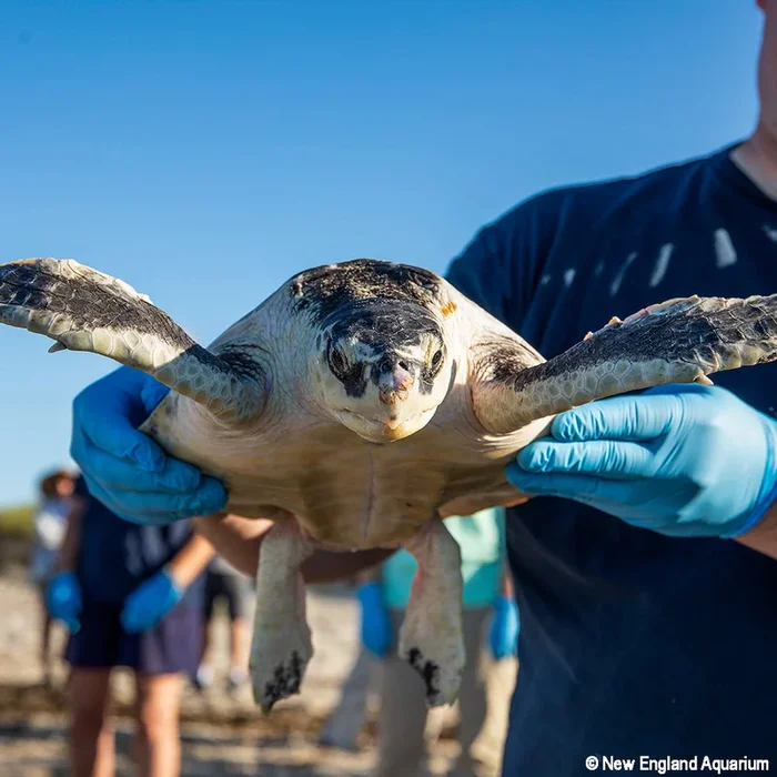 Operation Turtle Takeoff: Help Fly Endangered Sea Turtles to Warm Waters