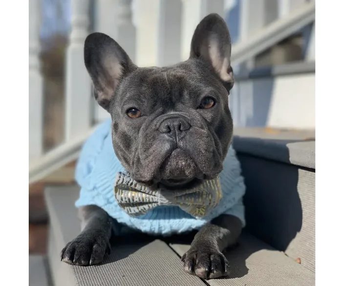 Parisian Pet – Powder Blue Cable Knit Sweater for Dogs