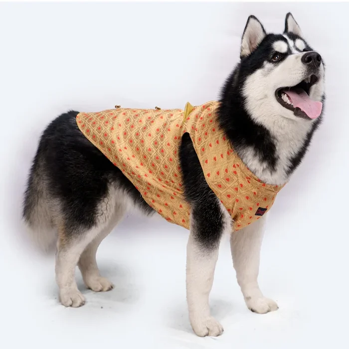 Pawgypets Sherwani for Dogs and Cats (Golden)