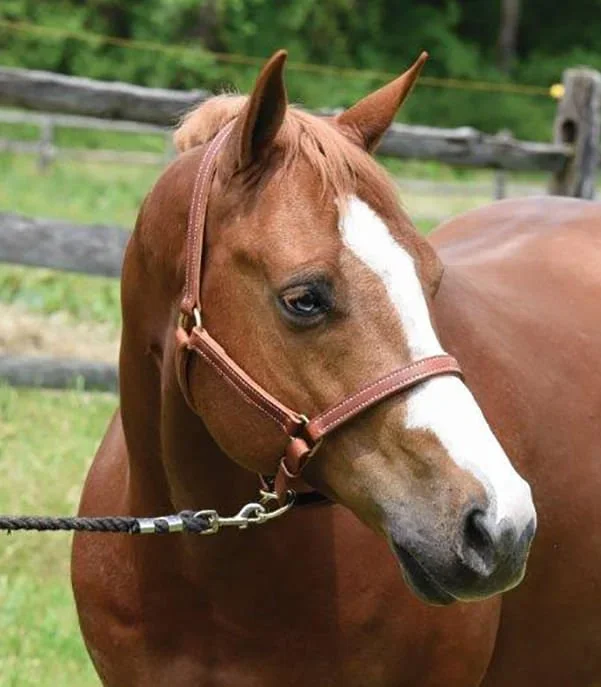 Perri’s Value Leather Horse Halter, Chestnut