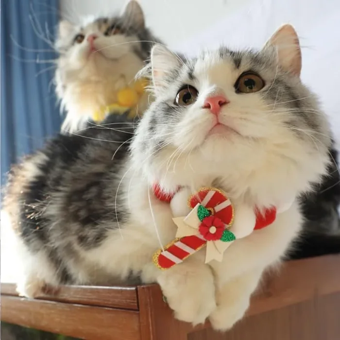 Pet Decorating Collar – Christmas Edition ???