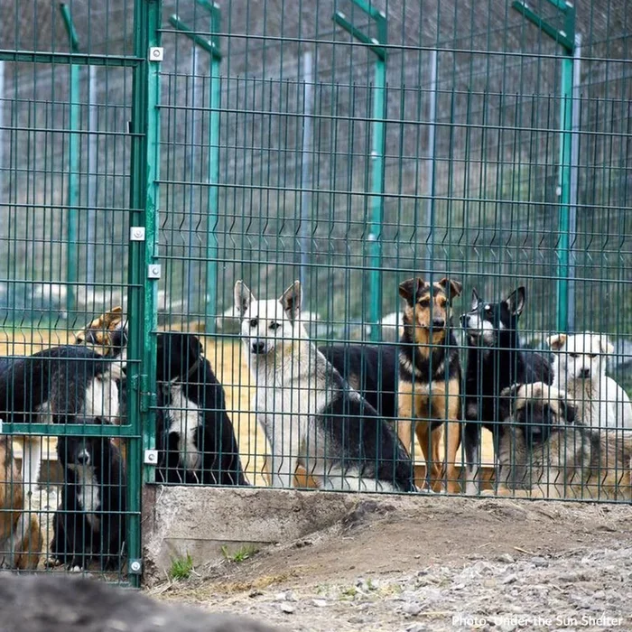 Protect Hundreds of Dogs from the Horrors of War