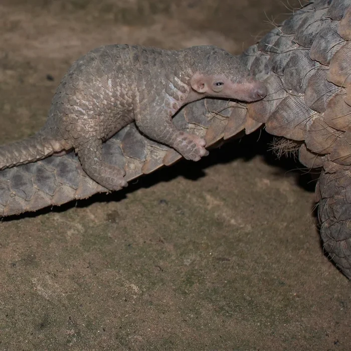 Protect the Pangolin from Extinction
