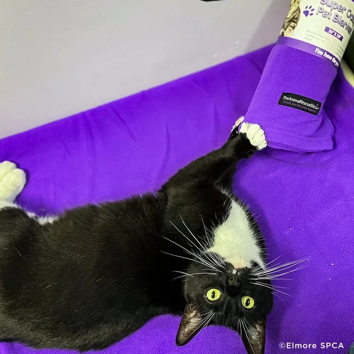 Send Vital Supplies to Shelters Saving Pets’ Lives