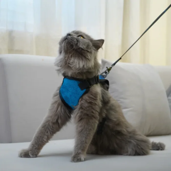 Skatrs Harness with Leash for Cats (Blue)