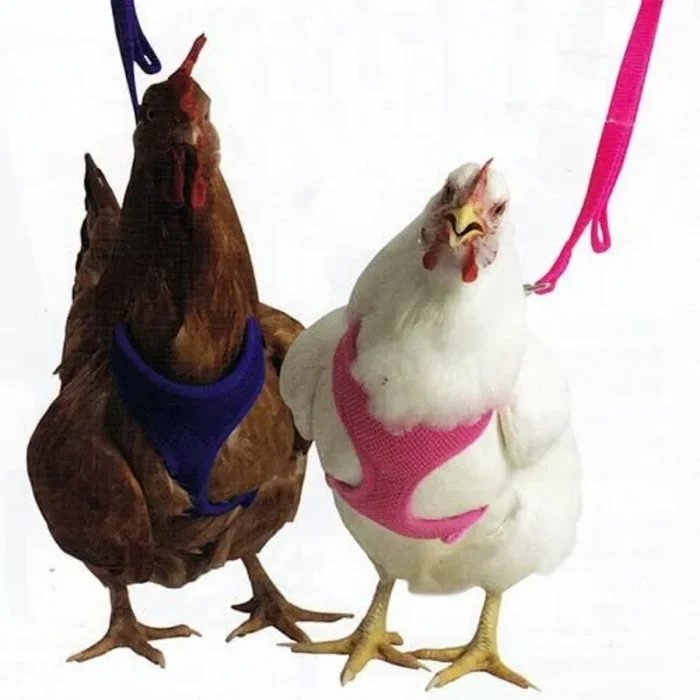 Valhoma – Hen Mesh Harness