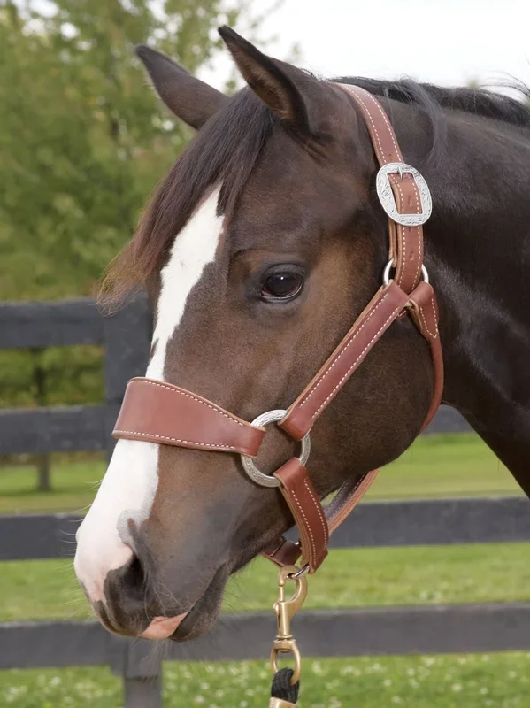Weaver Leather Stacy Westfall Bronc Halter, Sunset Harness