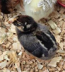 Wyandotte Chicks